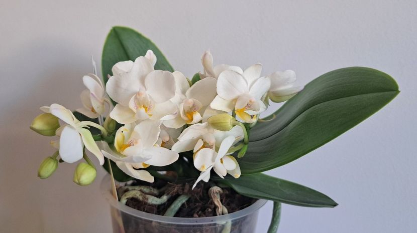  - Phalaenopsis 3