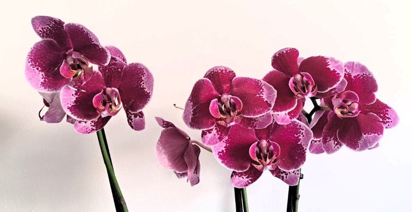  - Phalaenopsis 3