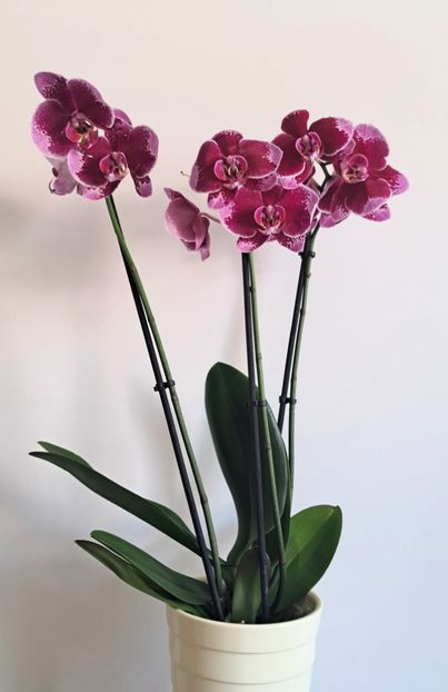  - Phalaenopsis 3