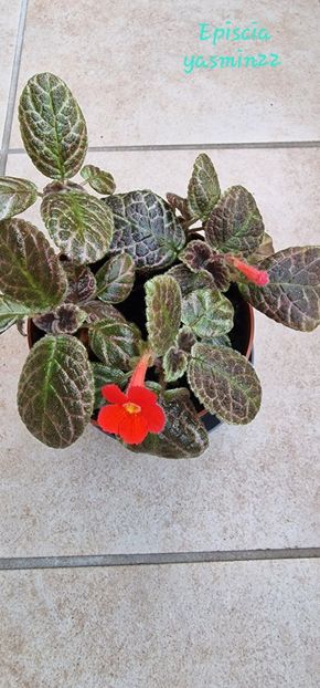 24.07.2025 - Episcia