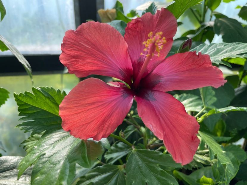  - DN Christmas Candy