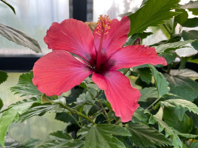  - DN Christmas Candy