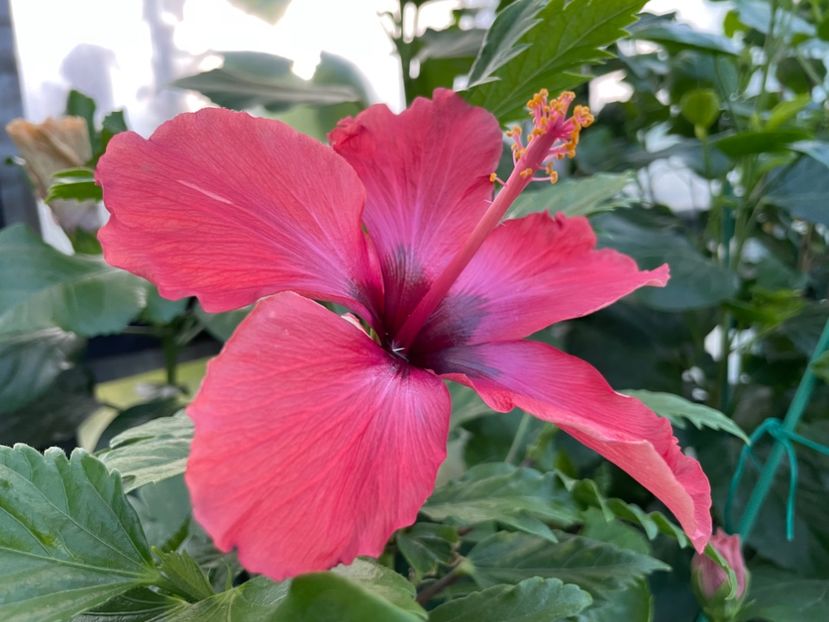  - DN Christmas Candy