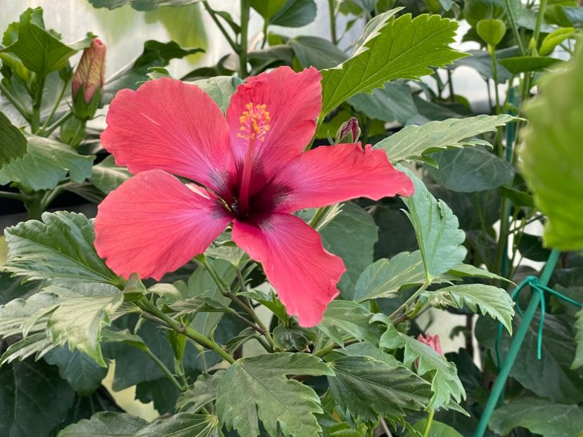  - DN Christmas Candy