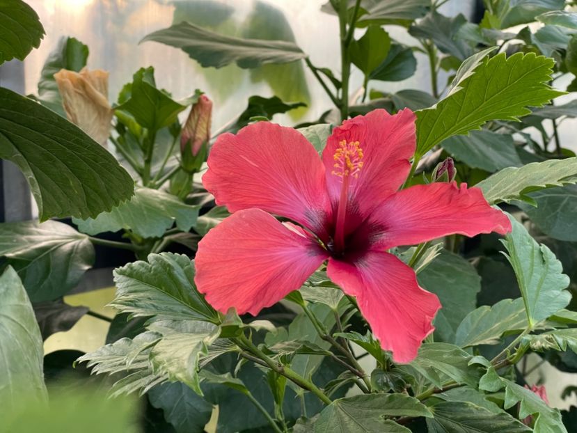  - DN Christmas Candy