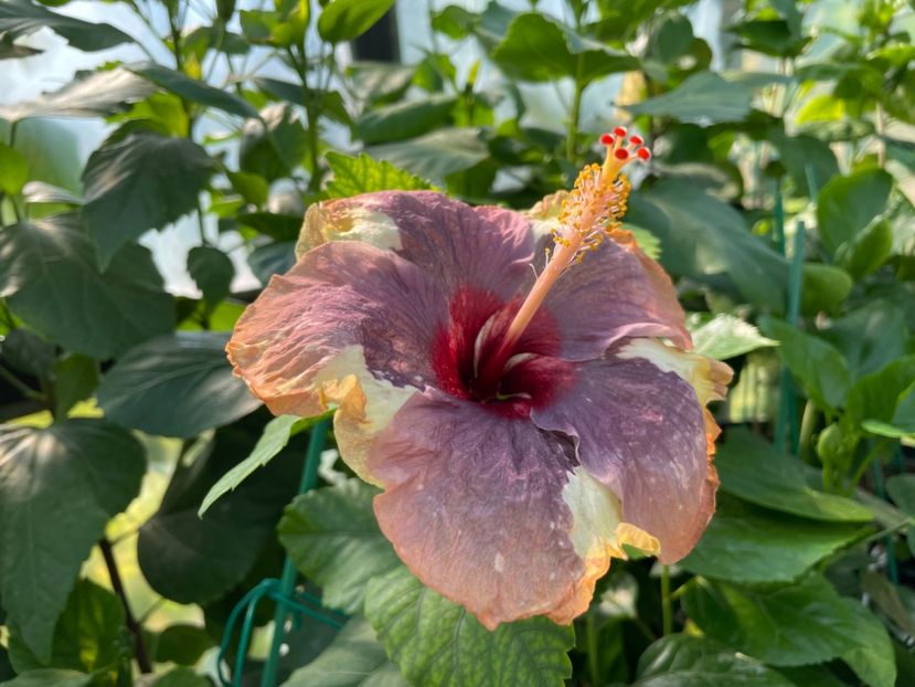  - Luv -Posog- Memories