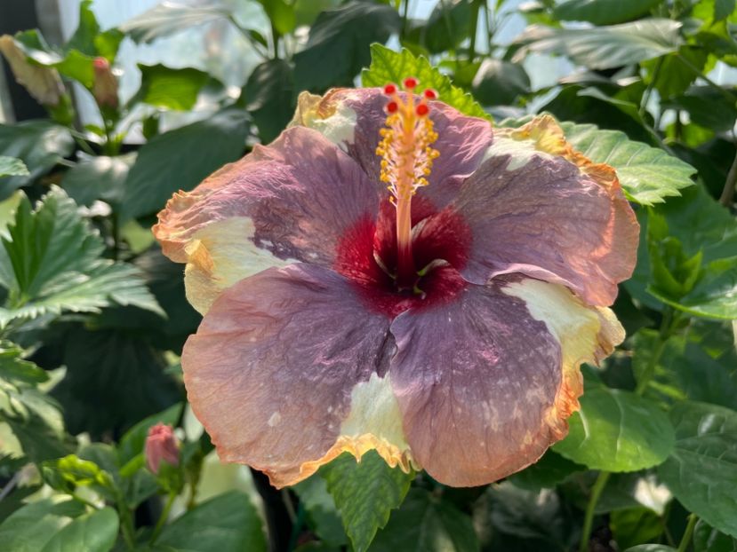  - Luv -Posog- Memories