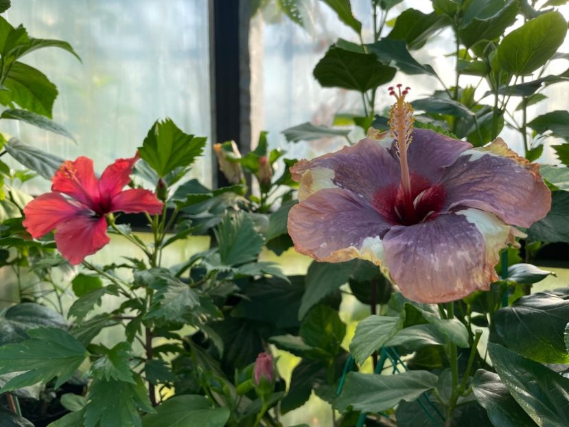  - Luv -Posog- Memories