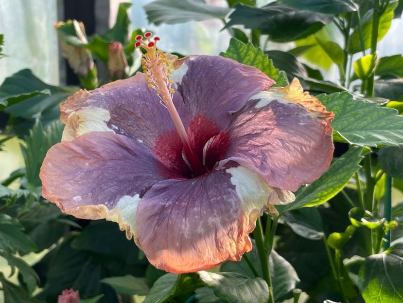  - Luv -Posog- Memories