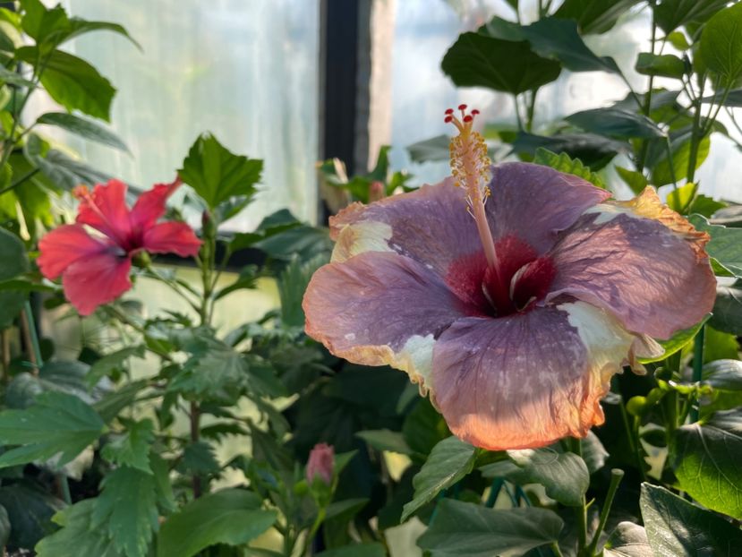  - Luv -Posog- Memories