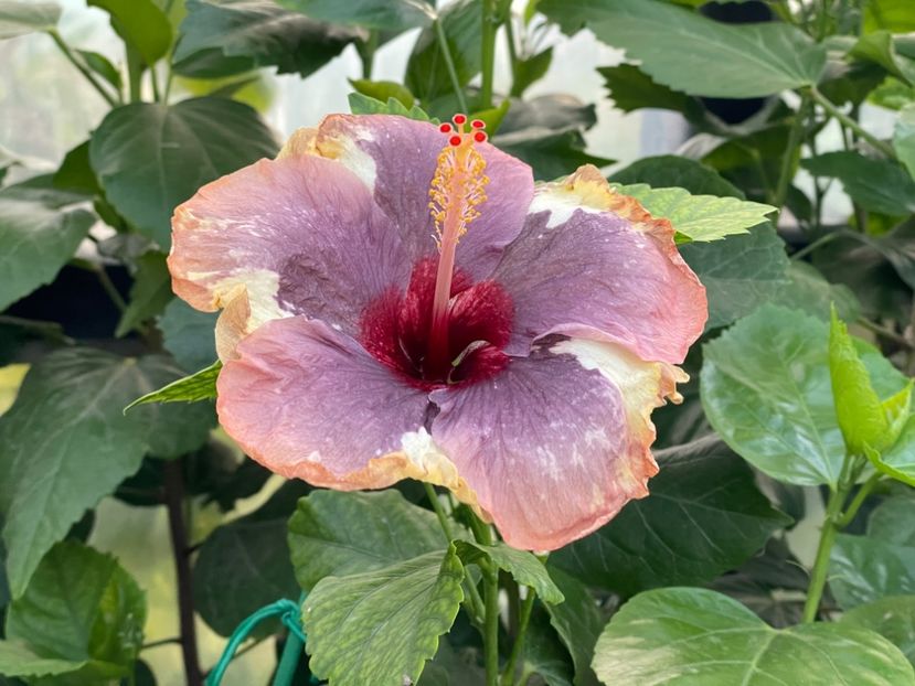  - Luv -Posog- Memories