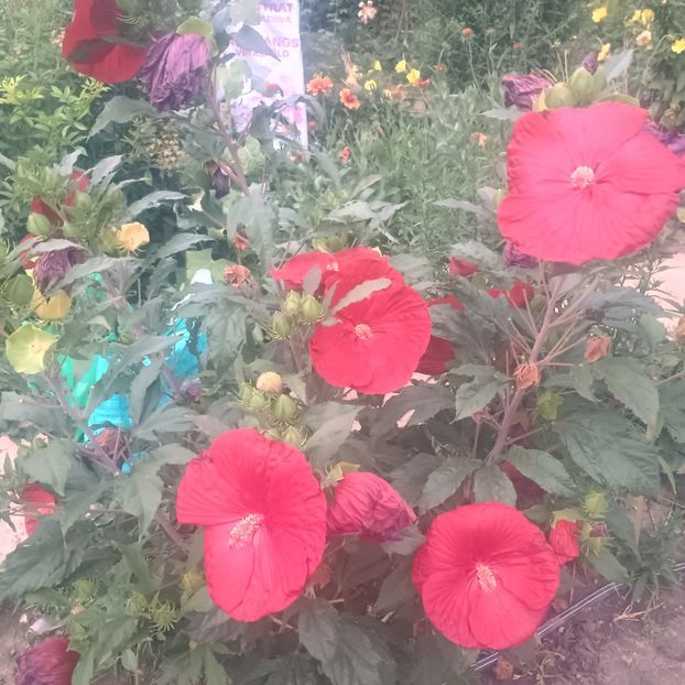  - Gradina flori 2025