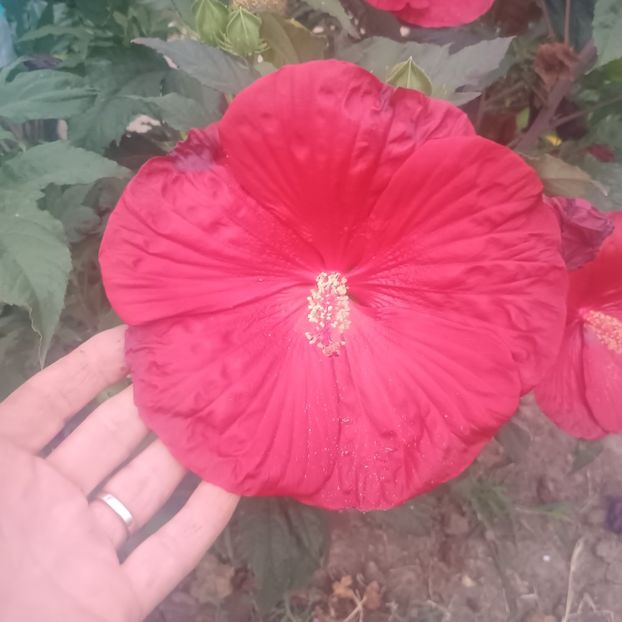  - Gradina flori 2025