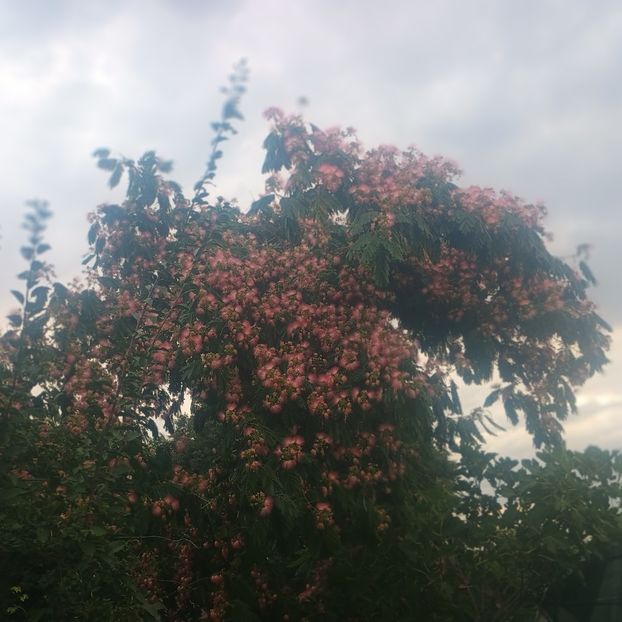  - arbori ornamentali 2025