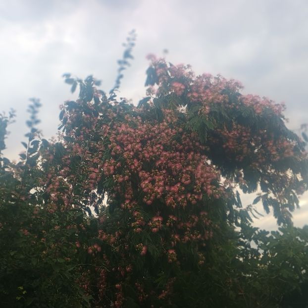  - arbori ornamentali 2025