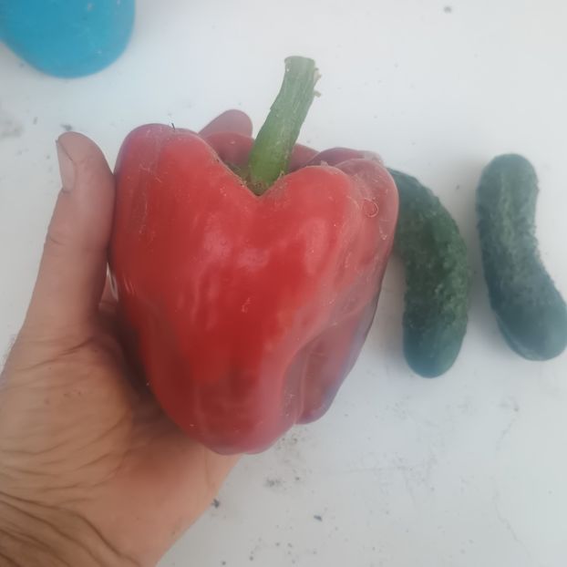  - Gradina legume 2025