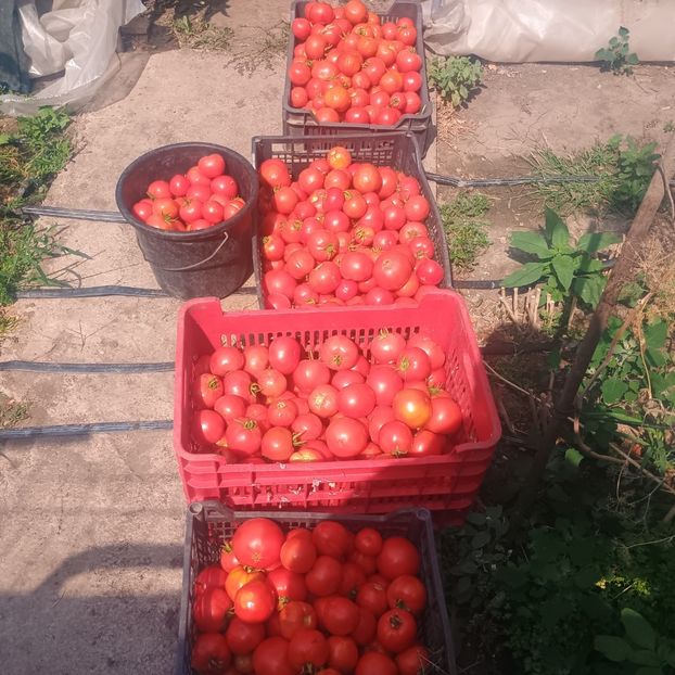 18.07 - Gradina legume 2025