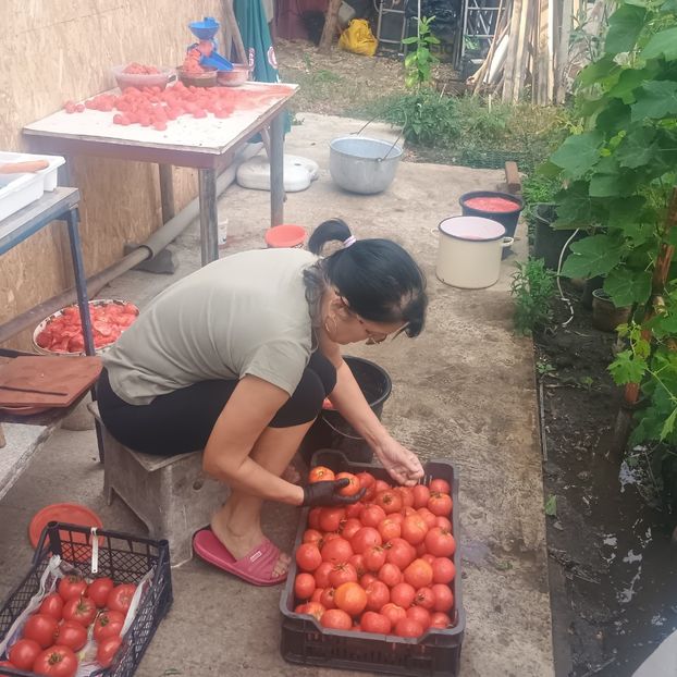  - Gradina legume 2025