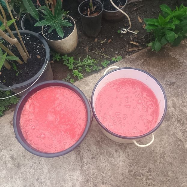  - Gradina legume 2025