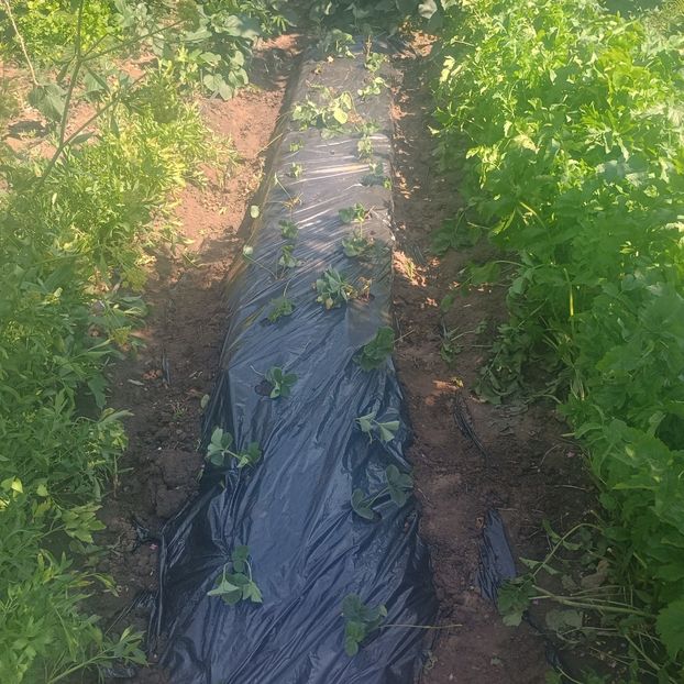 capsuni rod continuu - arbori fructiferi 2025