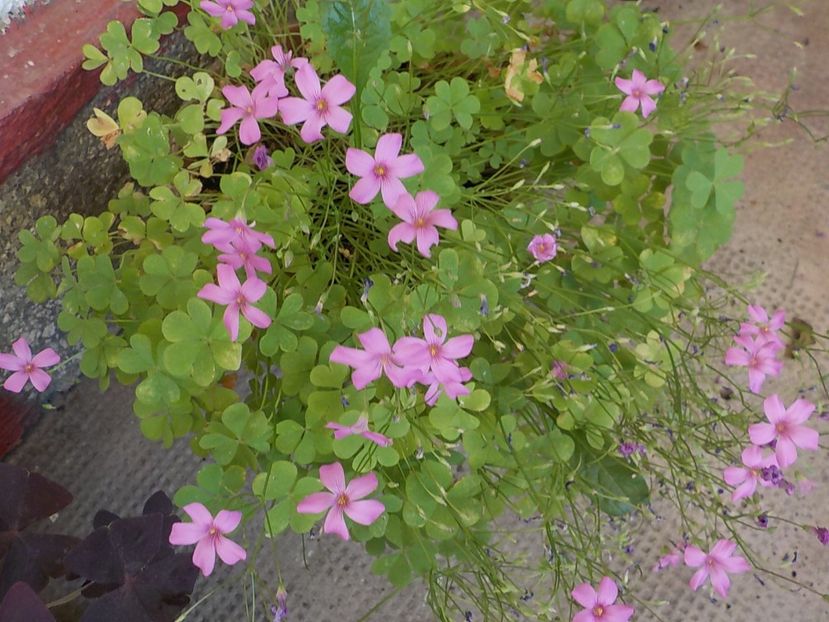  - oxalis rubra