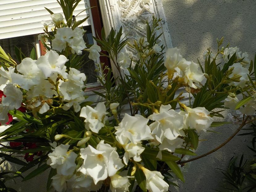  - mont blanc leandru nr 22