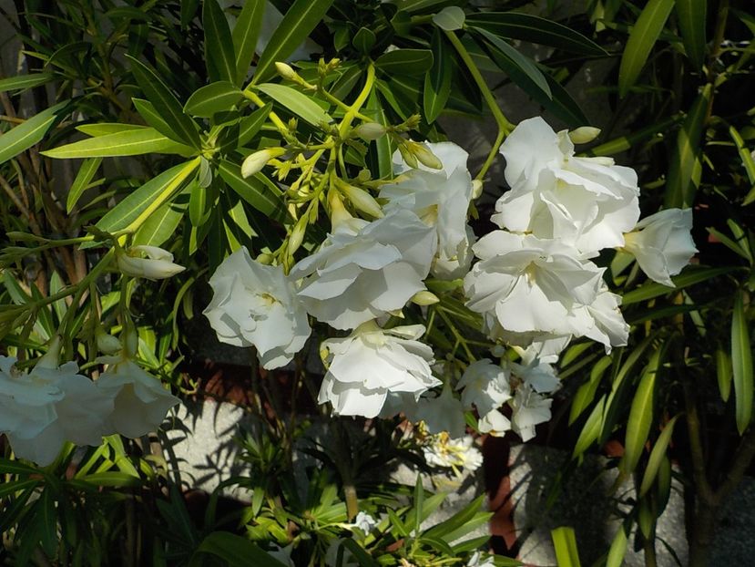  - mont blanc leandru nr 22