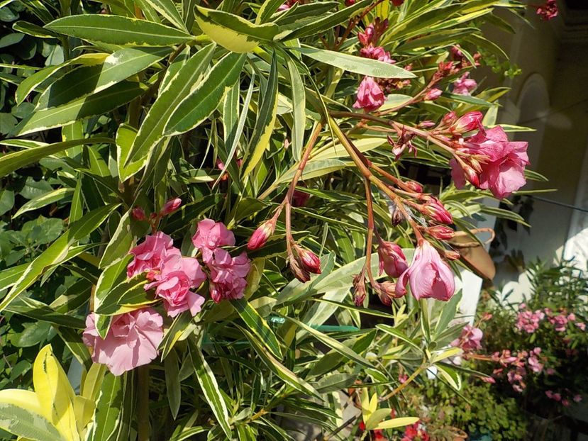  - variegat nr 24