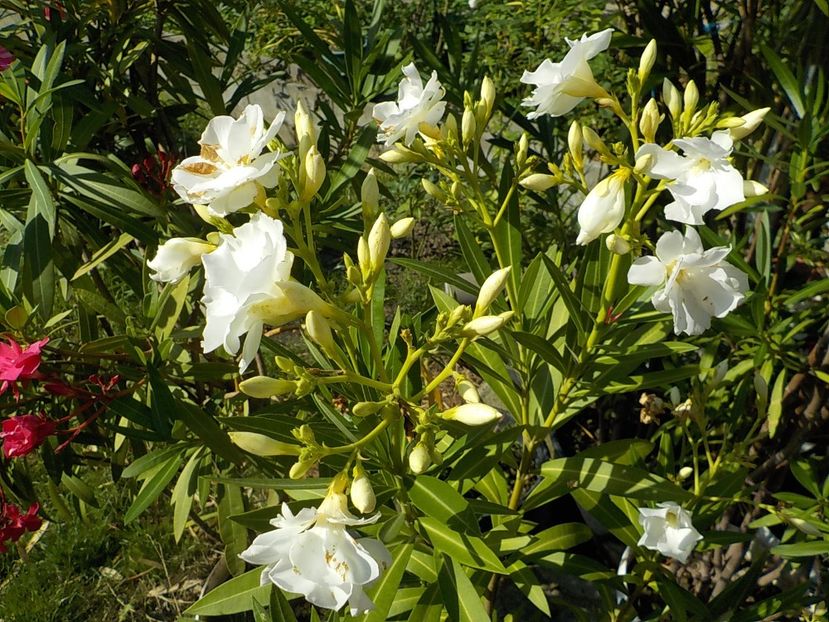  - mont blanc leandru nr 22