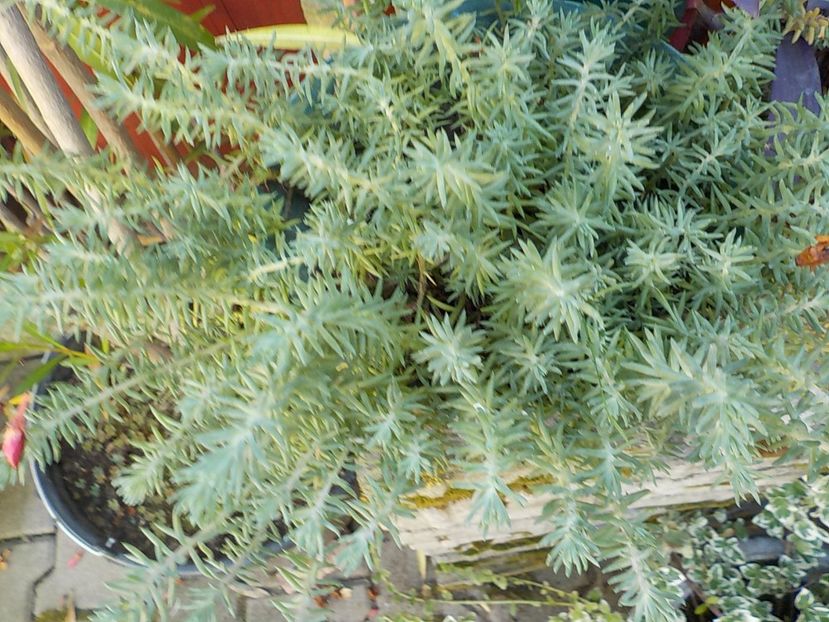  - Genul Sedum