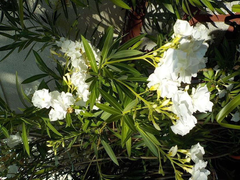  - mont blanc leandru nr 22