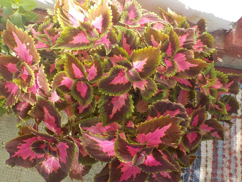  - coleus