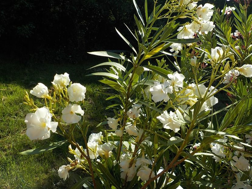  - mont blanc leandru nr 22