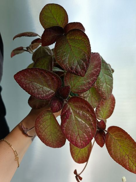 Iulie 2025 - SEA FOAM