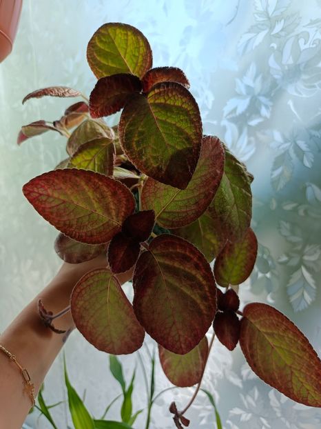 Iulie 2025 - SEA FOAM