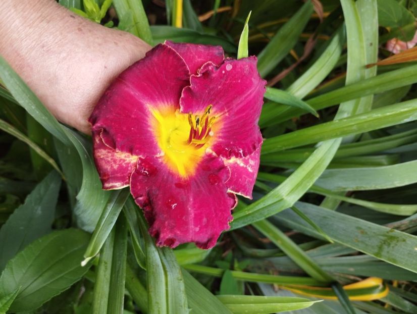  - Hemerocalisi 2025 vol2