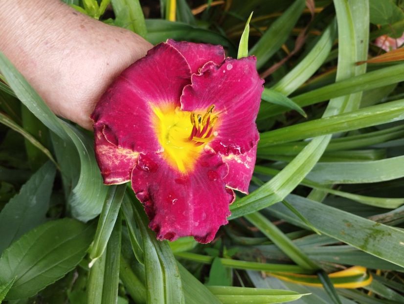  - Hemerocalisi 2025 vol2