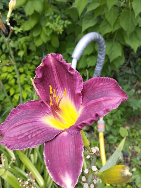  - Hemerocalisi 2025 vol2