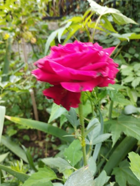  - Trandafiri 2025 ll