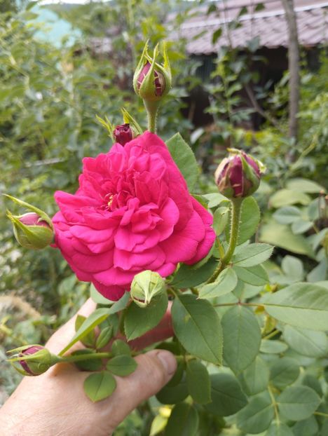  - Trandafiri 2025 ll