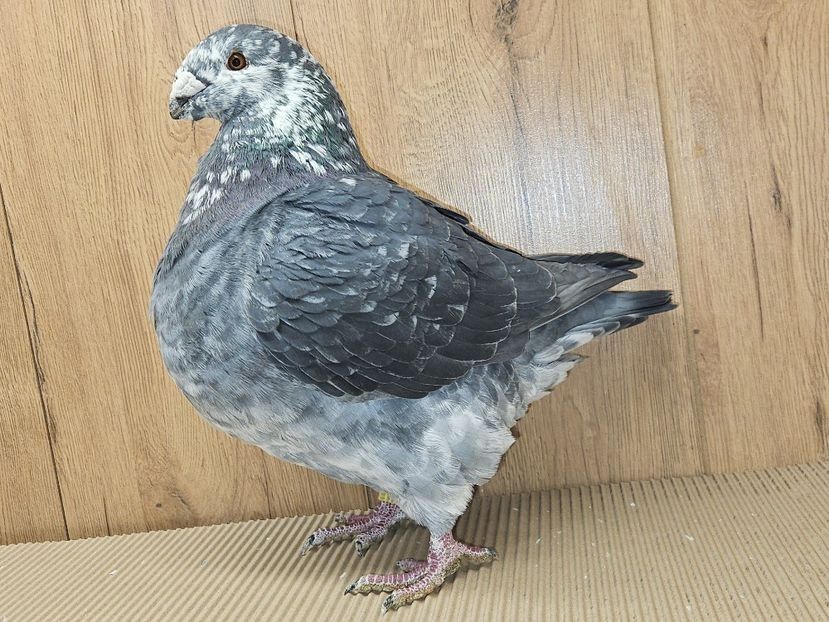 MASCUL 2023 - 1918 - MATCA MASCULI AGH 2026