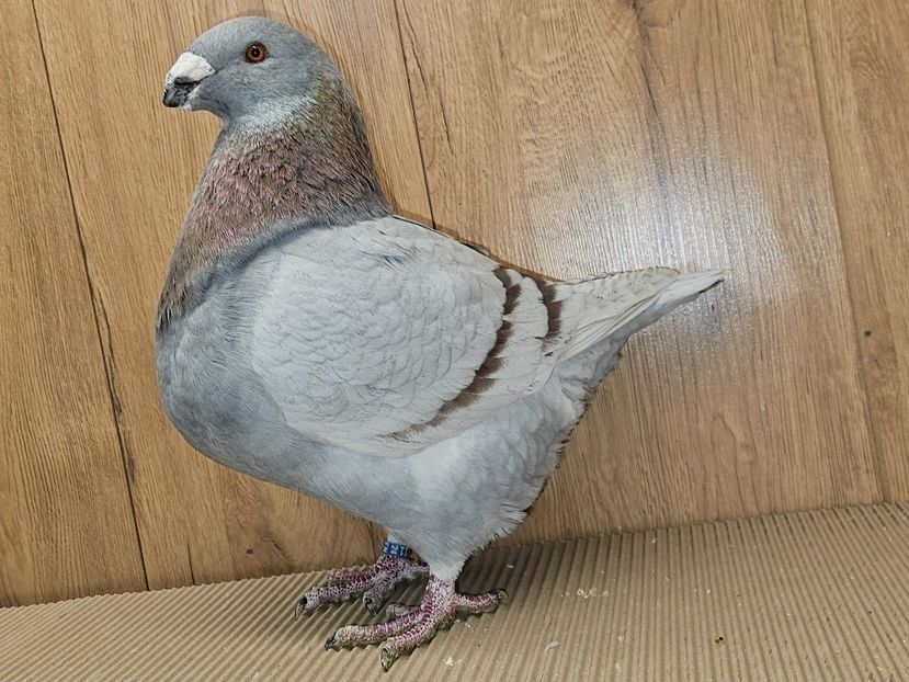 MASCUL 2024 - 5004 - MATCA MASCULI AGH 2026