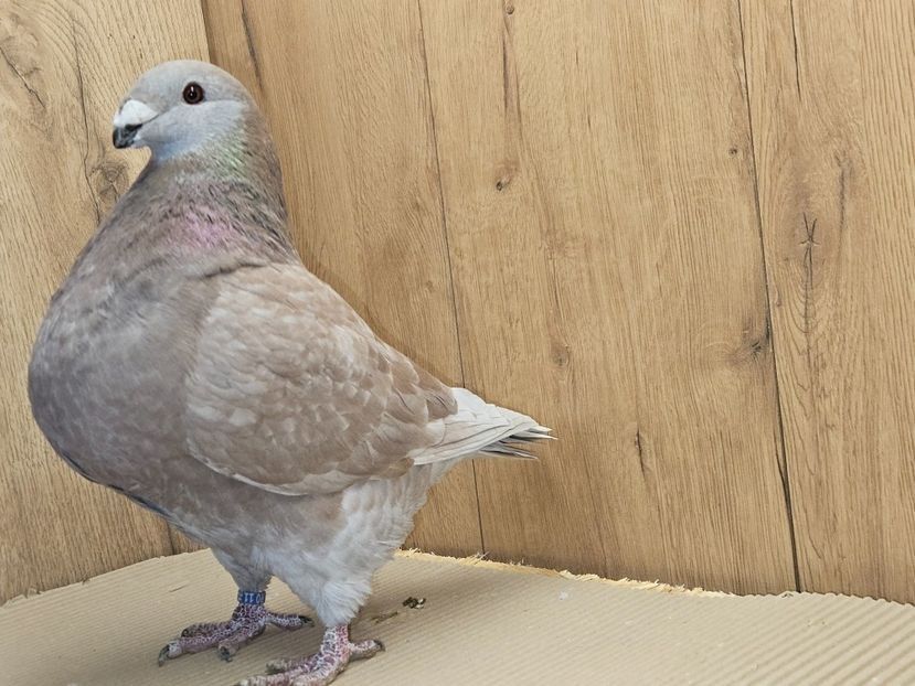 MASCUL 2024 - 5118 - MATCA MASCULI AGH 2026