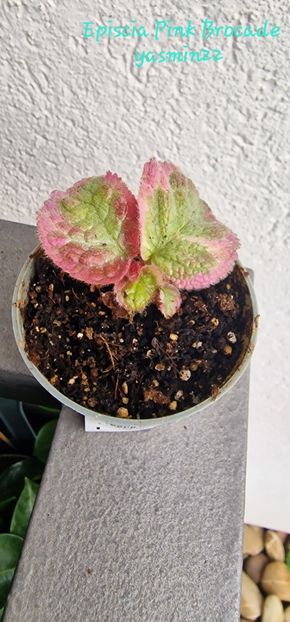 24.07.2025 - Episcia