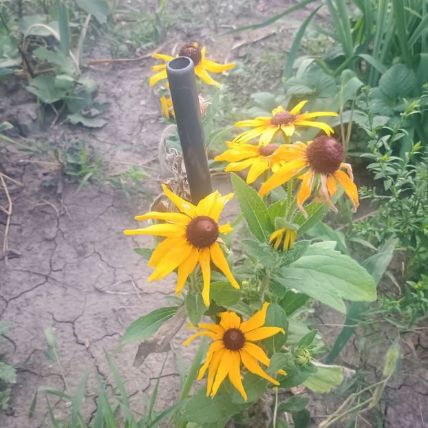  - Gradina flori 2025