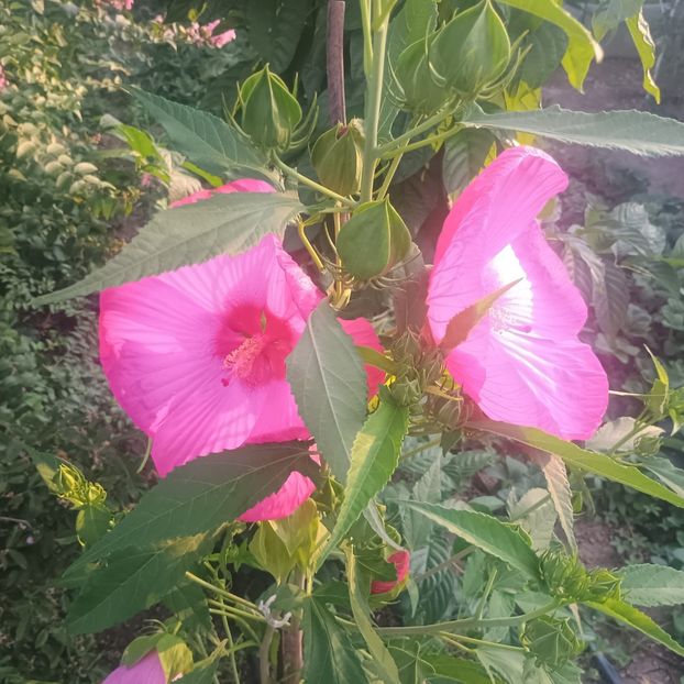  - Gradina flori 2025