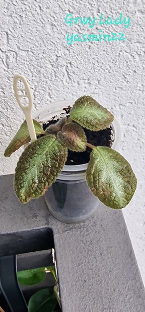 24.07.2025 - Episcia