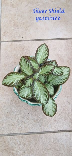  - Episcia