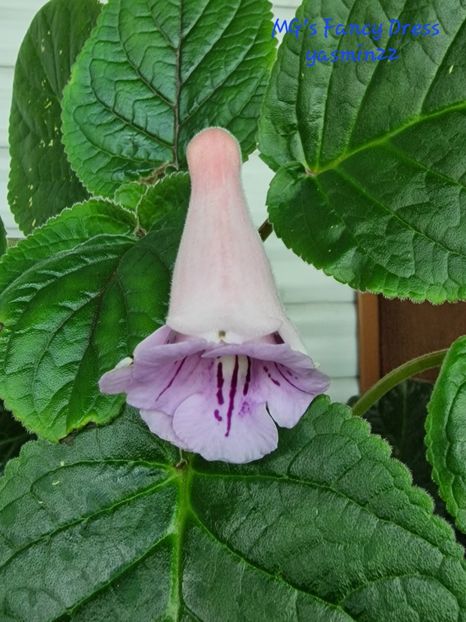 23.07.2025 - Sinningia MGs Fancy Dress