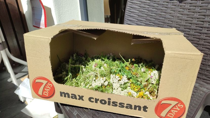 plante medicinale - Borsa iulie 2025